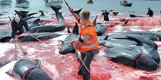 Japon delfines