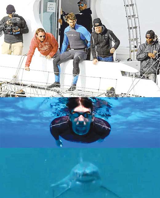 Phelps vs Tiburon